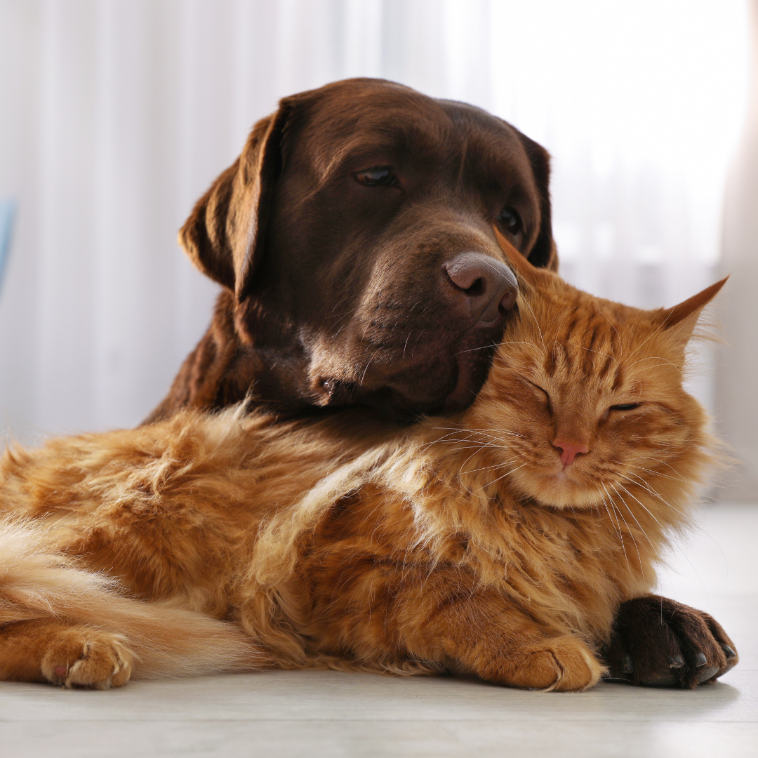 EXPERT INTERVIEW: can cats & dogs live together?