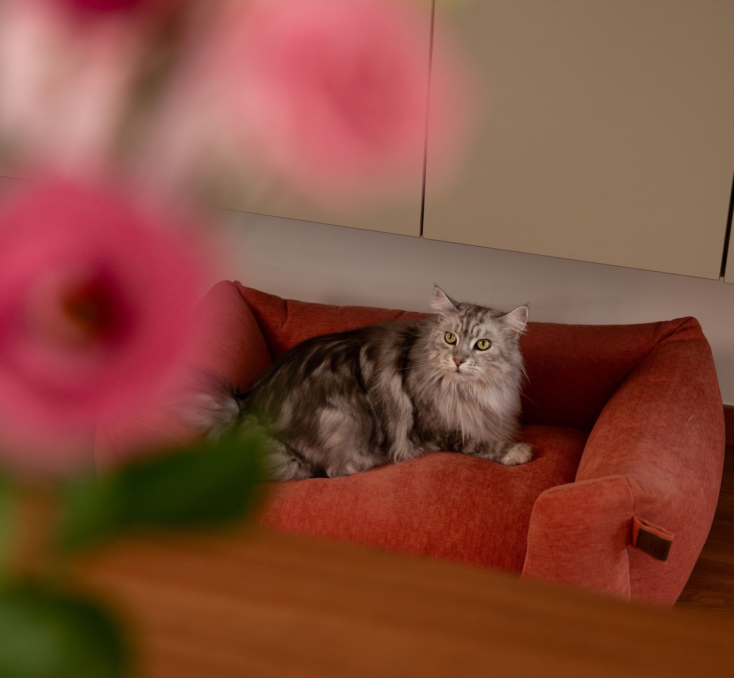 Take a look behind the scenes of our cat photo shoot