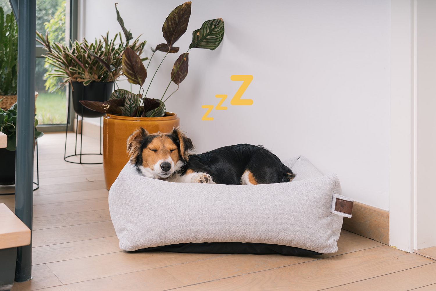 How much sleep does your dog need and why?