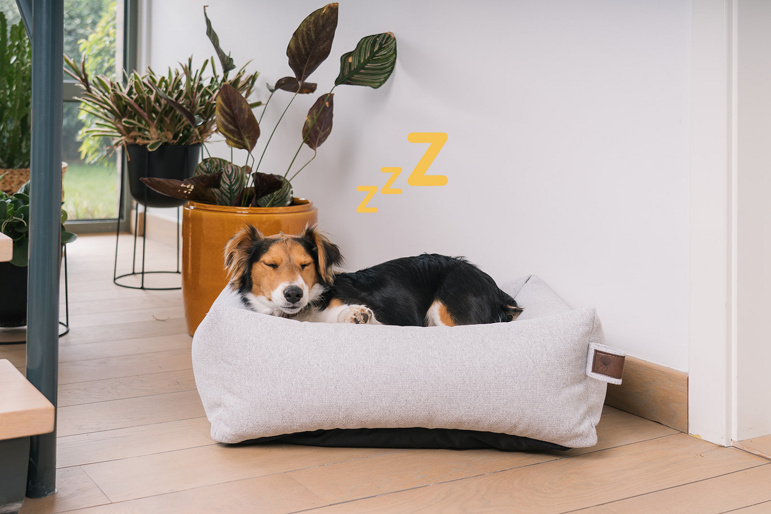 How much sleep does your dog need and why? –