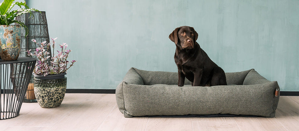 Dog beds