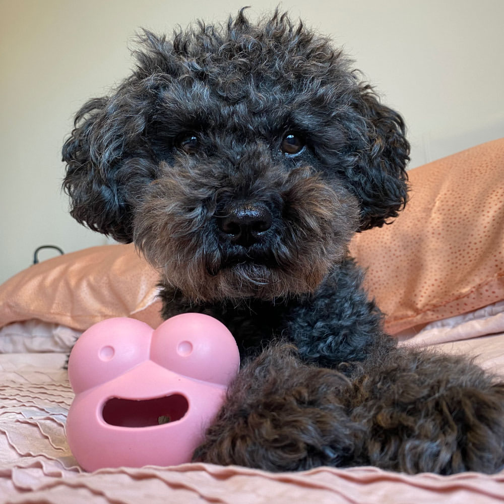 Frogg Robert – The Fun Slow-Feed Puzzle Toy