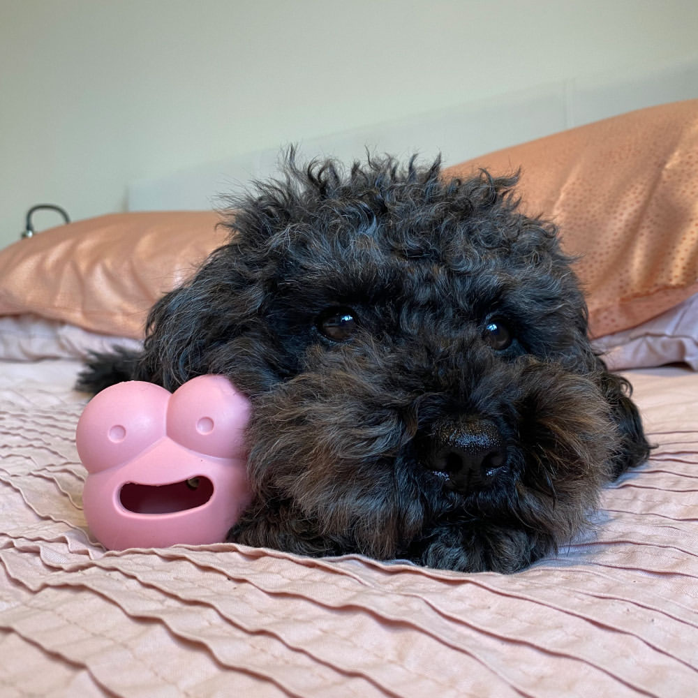 Frogg Robert – The Fun Slow-Feed Puzzle Toy