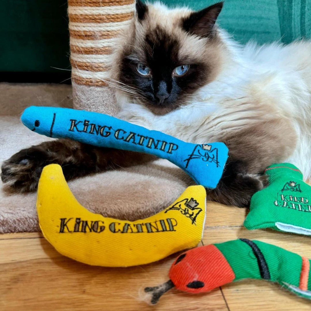 King Catnip