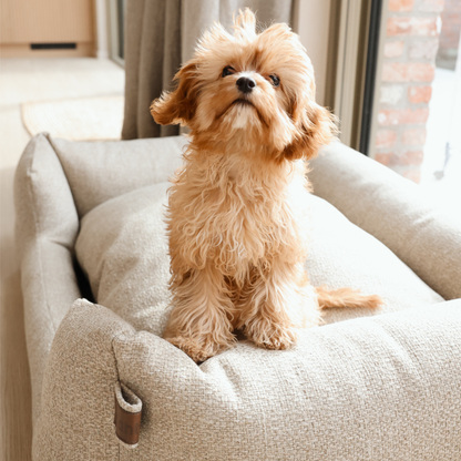 A small fluffy tan dog sits on a light beige upholstered pet bed in a bright indoor room near a window.