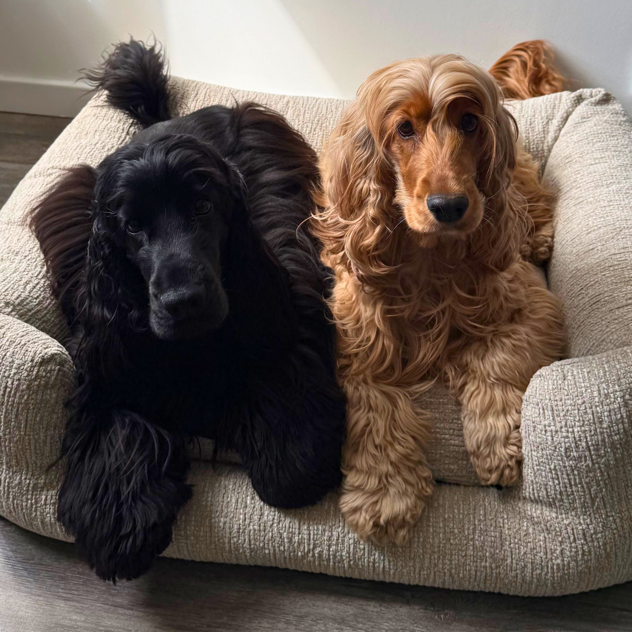 Two Cocker Spaniel dogs, one black and one golden tan, sitting side-by-side on a beige textured fabric dog bed.
