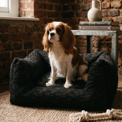 A brown and white Cavalier King Charles Spaniel sits in a dark charcoal textured pet bed on a woven rug, with a brick wall, a side table, and a rope toy in the background.