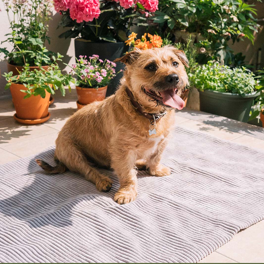 Homey Dog Blanket Dim Grey 90x120cm - Fantail.be