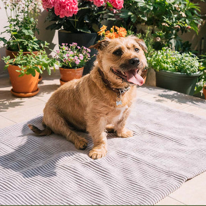 Homey Dog Blanket Dim Grey 90x120cm - Fantail.be