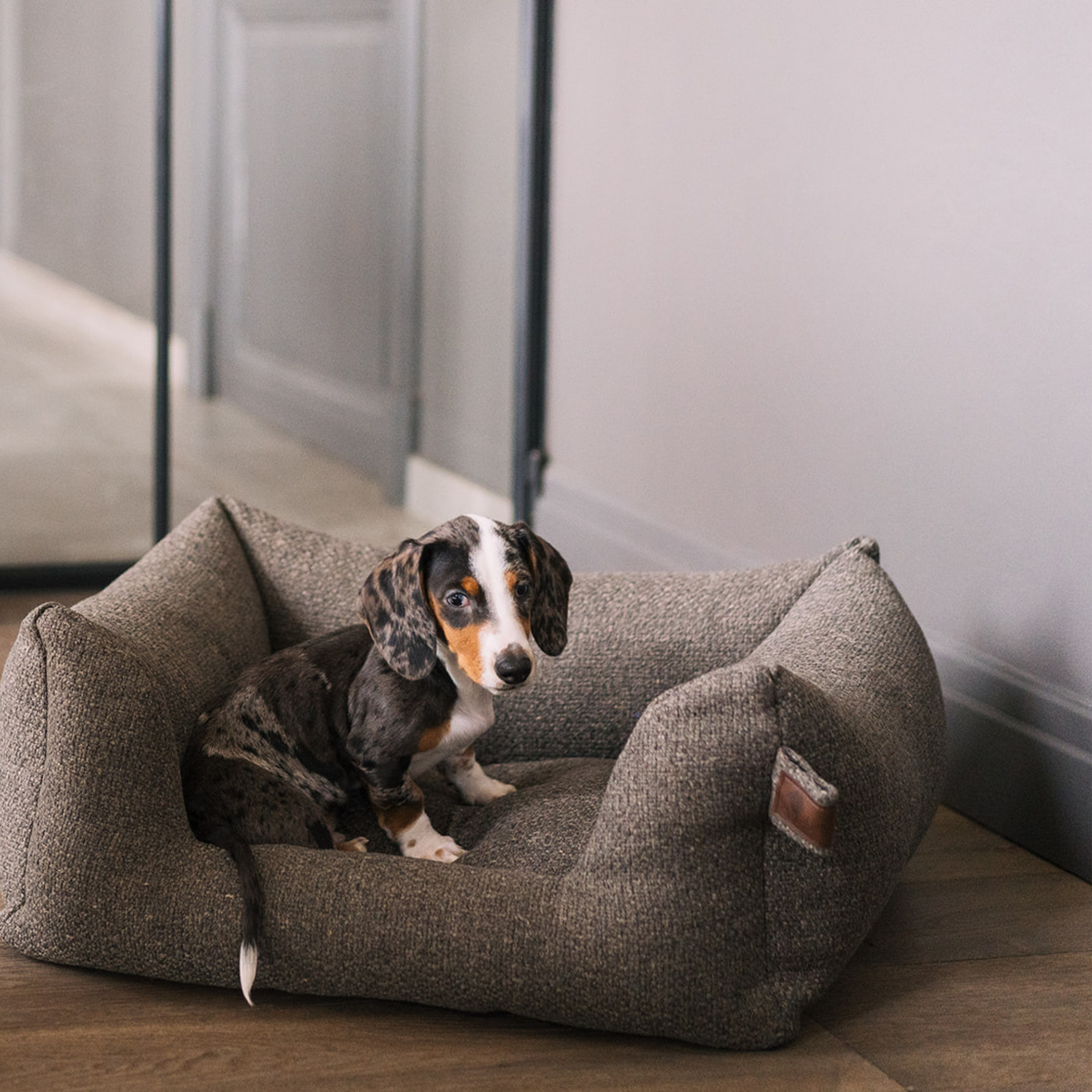A small black, white, and tan puppy sits inside a cozy, low-profile textured gray dog bed on a wooden floor in a home setting.