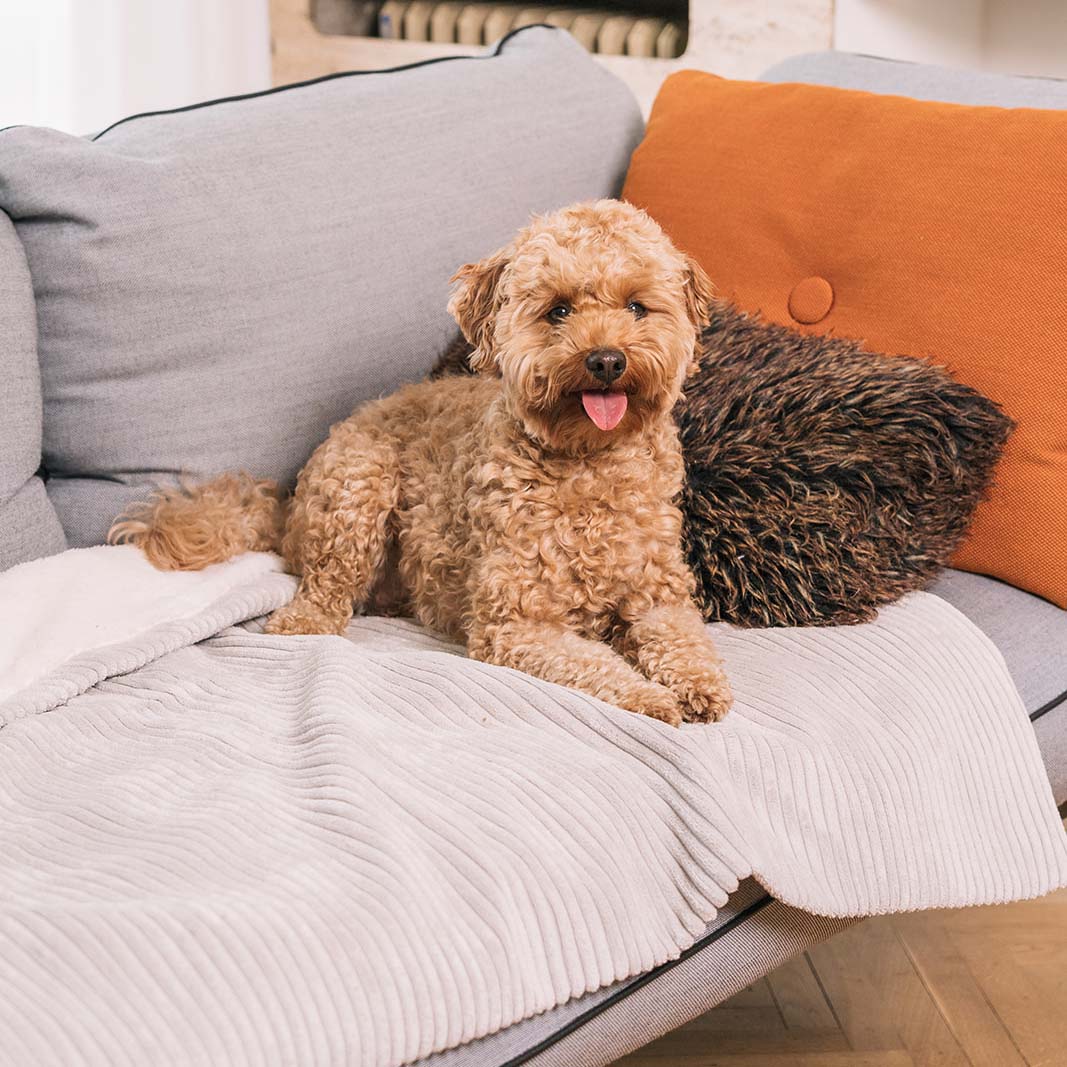 Homey Dog Blanket Pale Grey 90x120cm - Fantail.be
