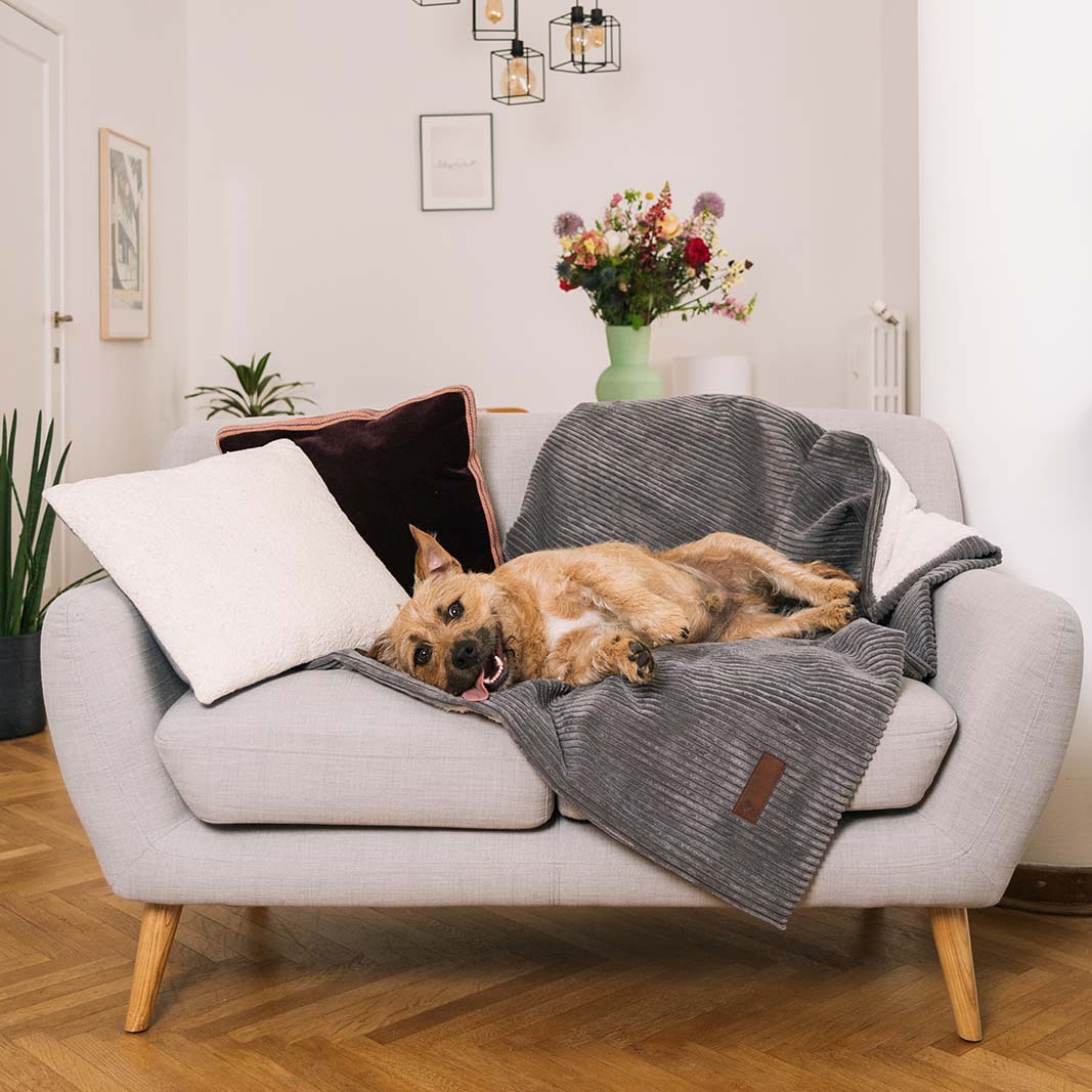 Homey Dog Blanket Shade Grey 90x120cm - Fantail.be