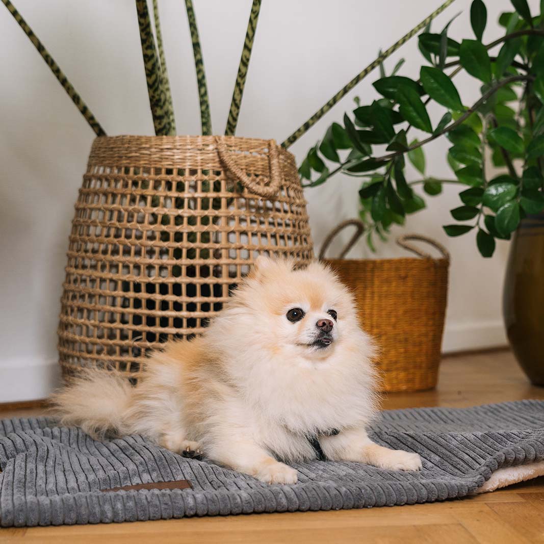 Homey Dog Blanket Shade Grey 65x95cm - Fantail.be