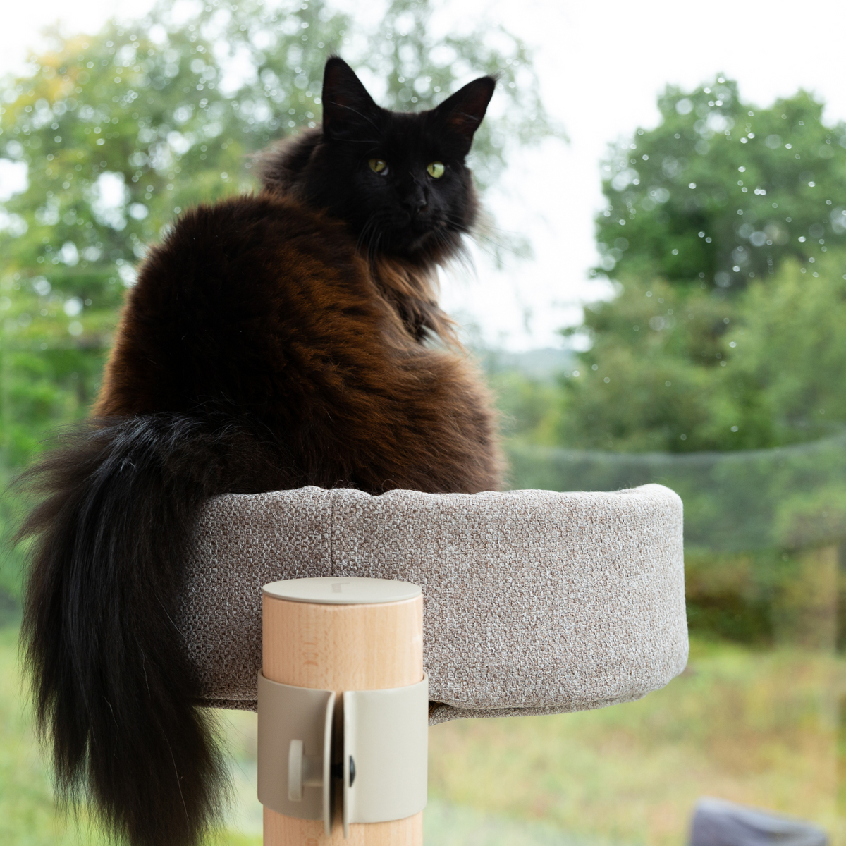 Mountable Cat Tree Explorer Cat Tree N°3 Taupe | 60cm Small Wall-Mounted Cat Tree – Fantail.eu