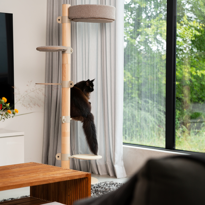 Kattenboom N°5 Oranje