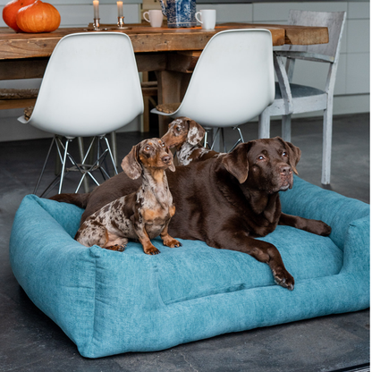 A large teal blue dog bed in a dining room, with a chocolate brown Labrador retriever and two dachshunds lying on it.