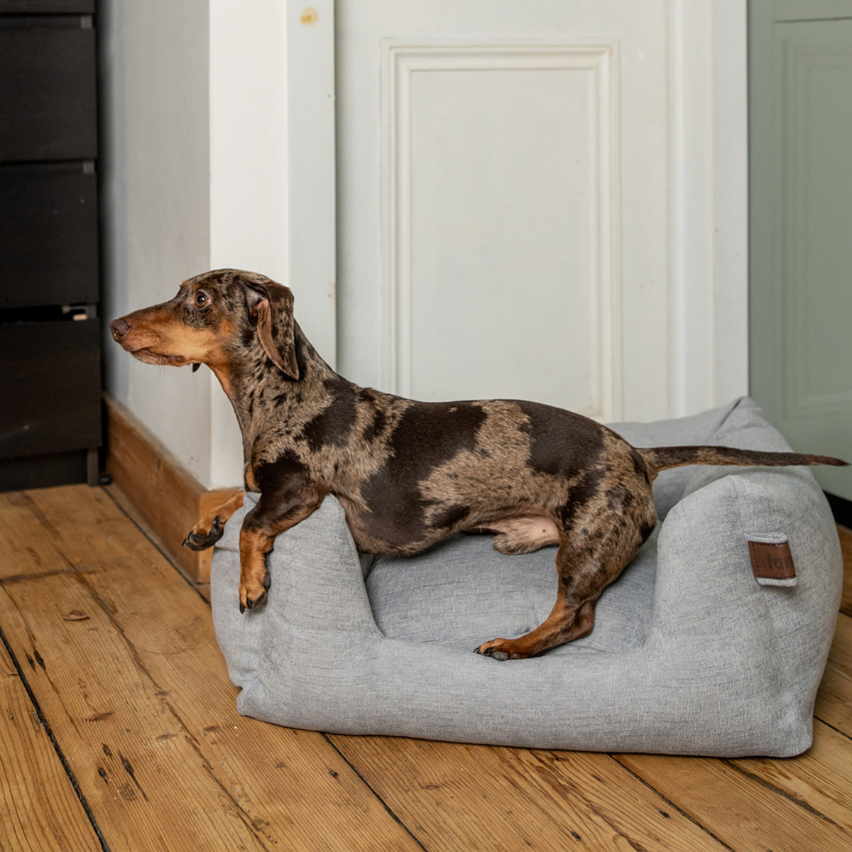 A dachshund standing on a light gray fabric pet bed in a home setting with wooden floors and white doors.