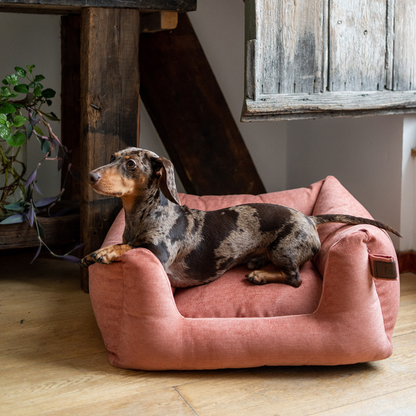 A dachshund dog lies on a dusty rose pet bed in a rustic indoor setting with wooden floors and furniture.