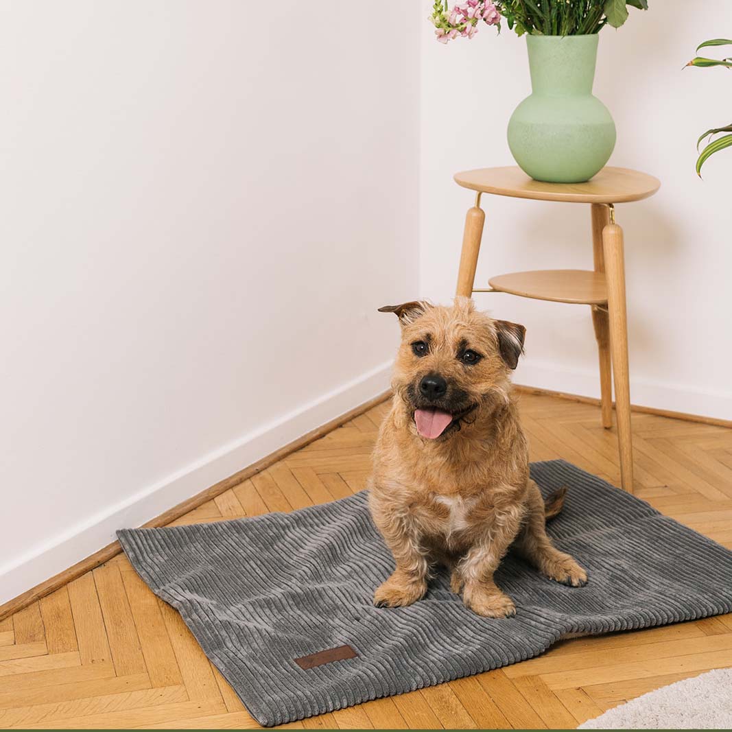 Homey Dog Blanket Shade Grey 65x95cm - Fantail.be