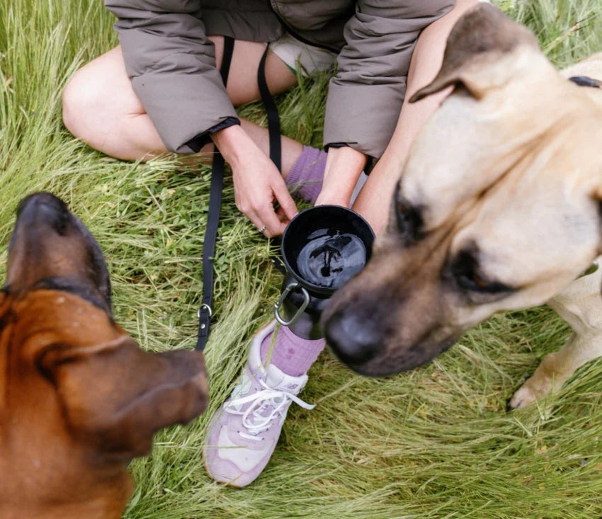Springland Dog Travel Water Bottle