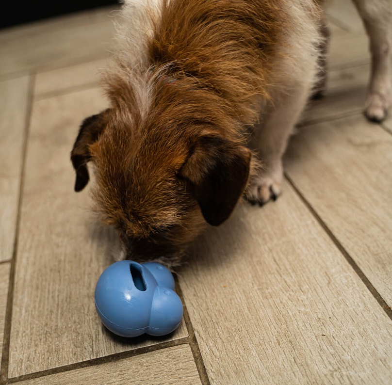 Frogg Robert – The Fun Slow-Feed Puzzle Toy