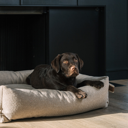Chocolate Labrador lying in the British Tan Snug dog bed 