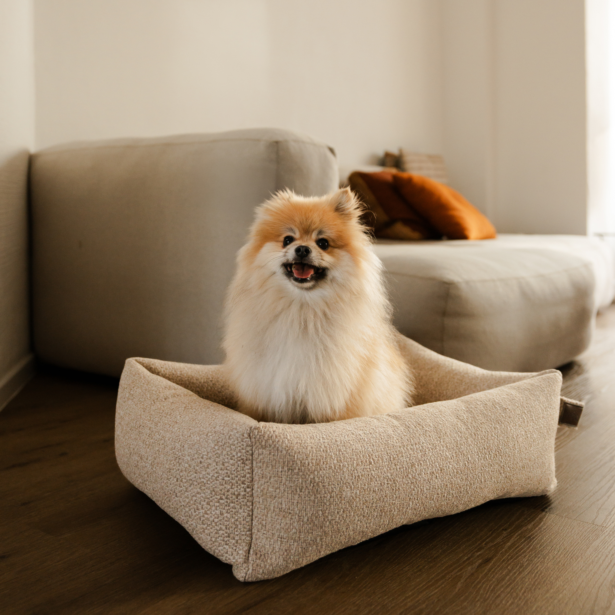 A Pomeranian sitting in the British Tan Snug dog bed beside a sofa #color_british-tan