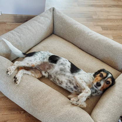 A spaniel sleeping upside down in the British Tan Snug dog bed 