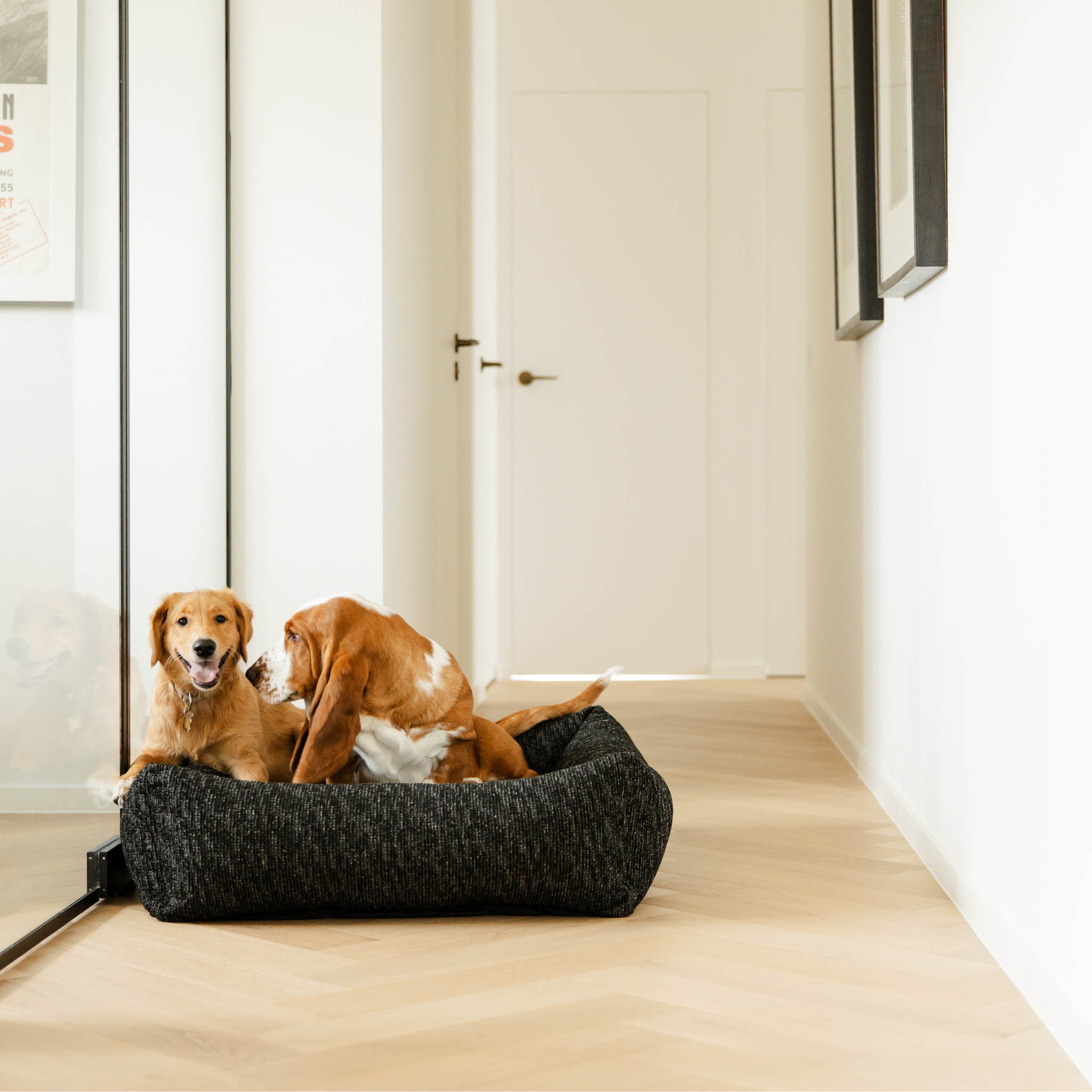 Two dogs sharing the Coal Grey Snug dog bed in a bright hallway 