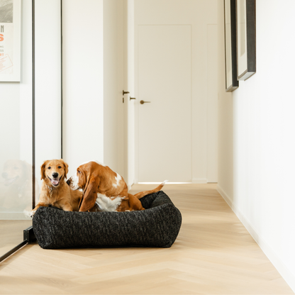 Two dogs sharing the Coal Grey Snug dog bed in a bright hallway 