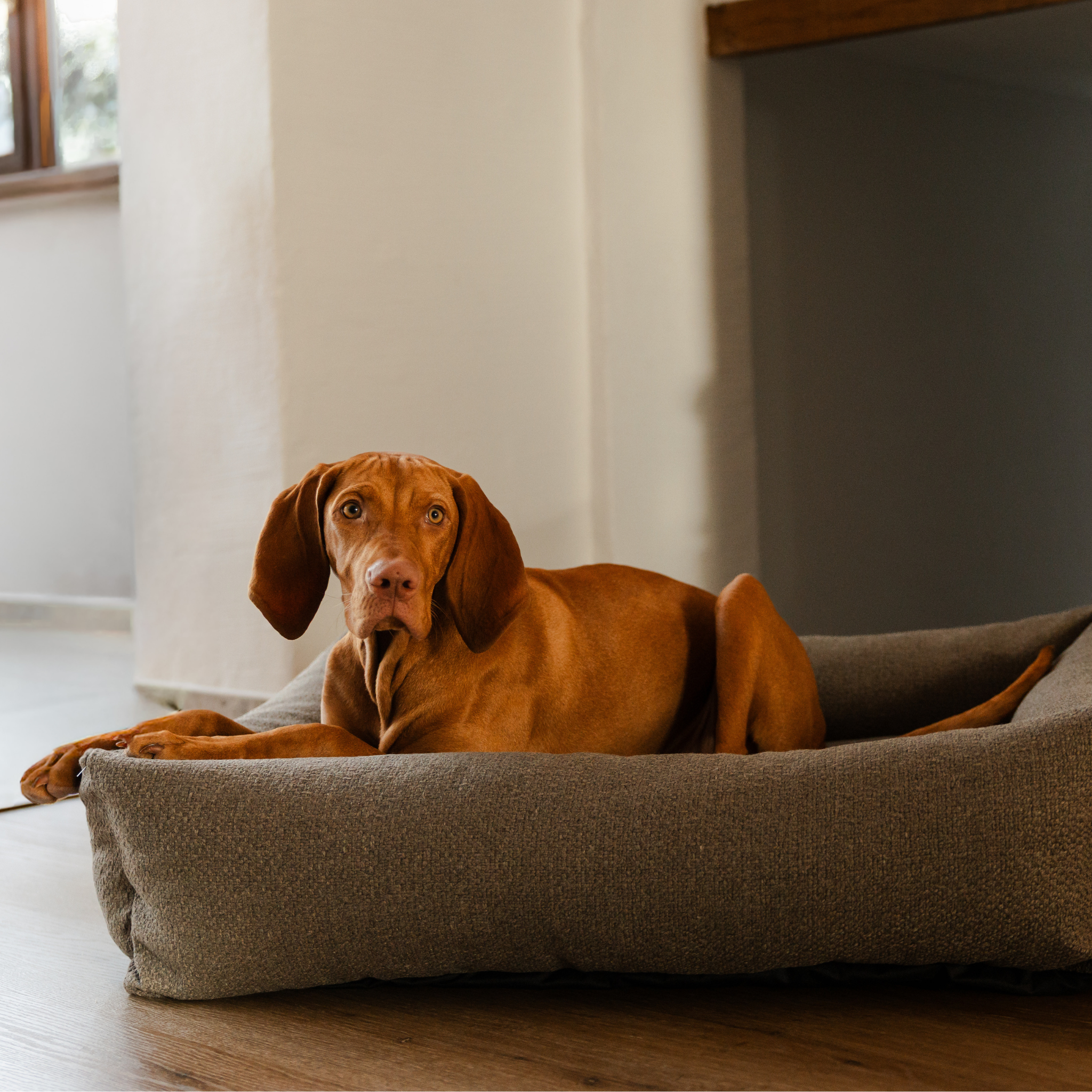 A Vizsla lying in the Deep Taupe Snug dog bed 