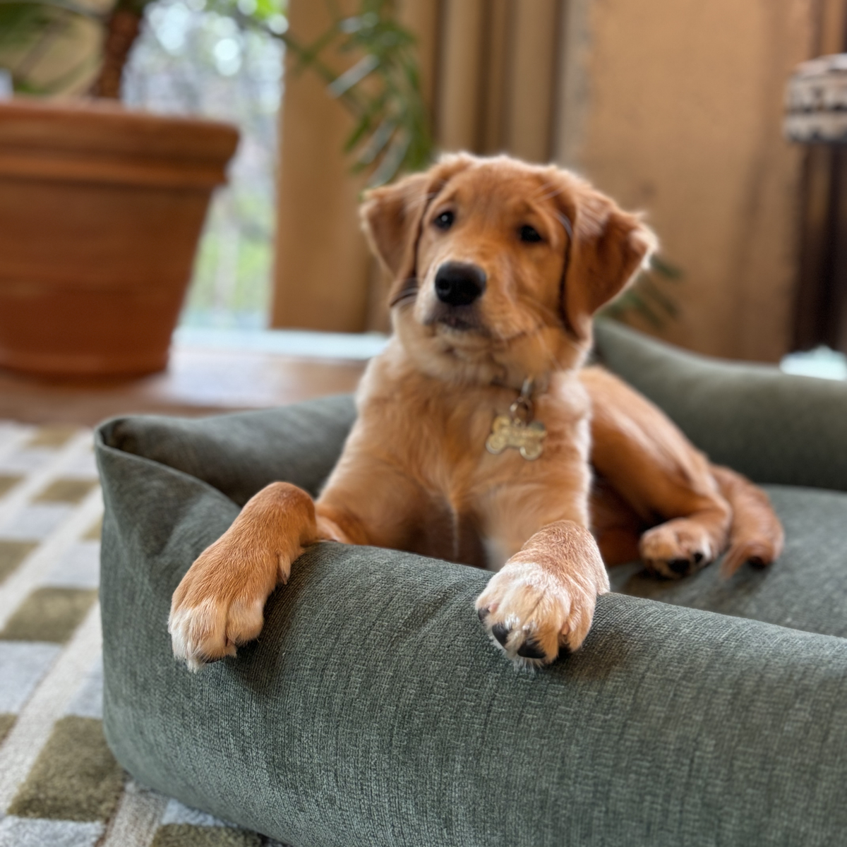 A golden retriever puppy resting in the Emerald Green Snug dog bed 