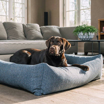 Chocolate Labrador lying in the Midnight Blue Snug dog bed in a living room 