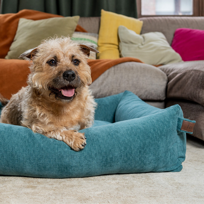 A terrier lying in the Peacock Blue Snug dog bed in a colourful living room 