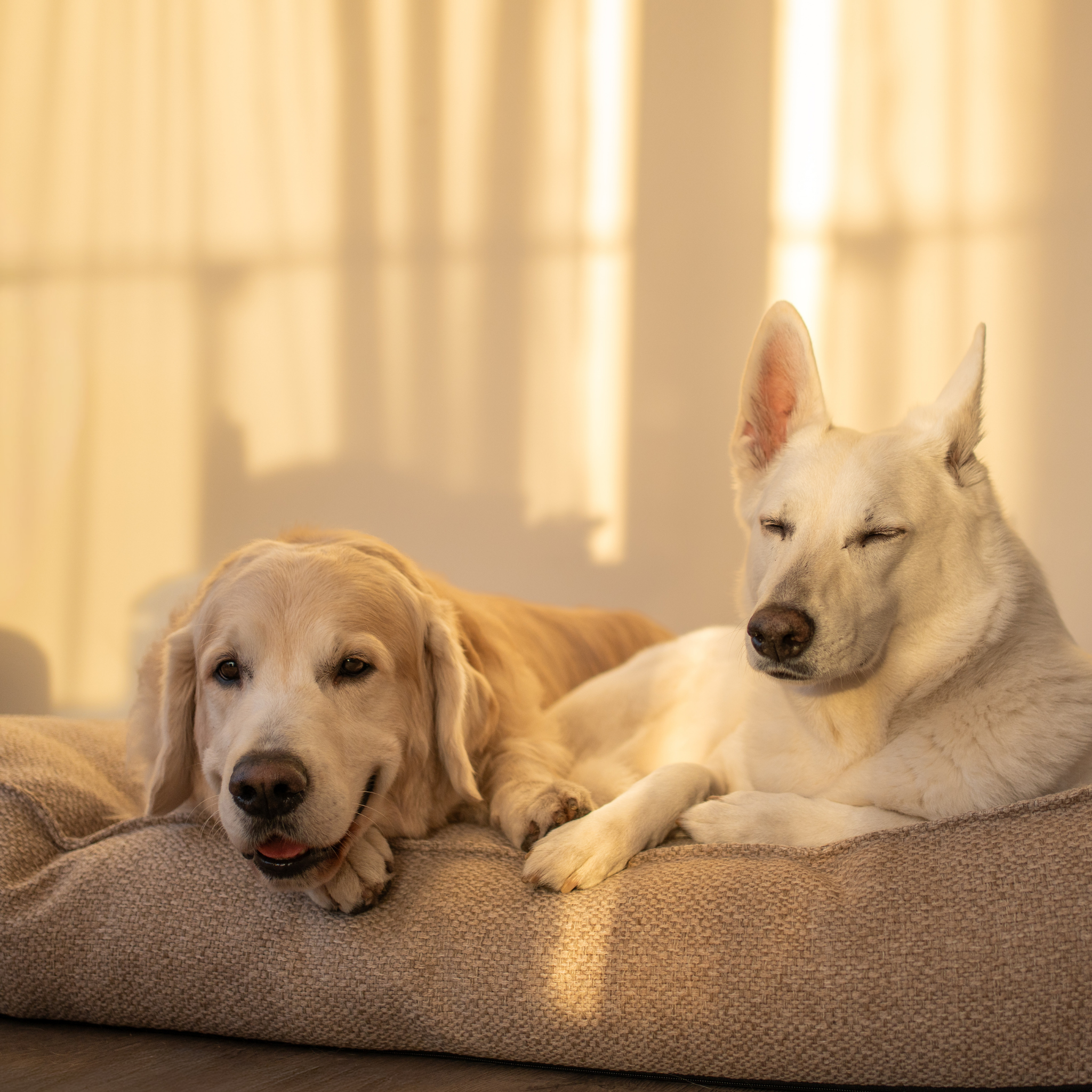 A golden retriever and a white shepherd resting together on the British Tan Stargaze dog mattress #color_british-tan