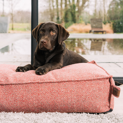A chocolate Labrador sitting on the Fire Brick Stargaze dog mattress beside a window 