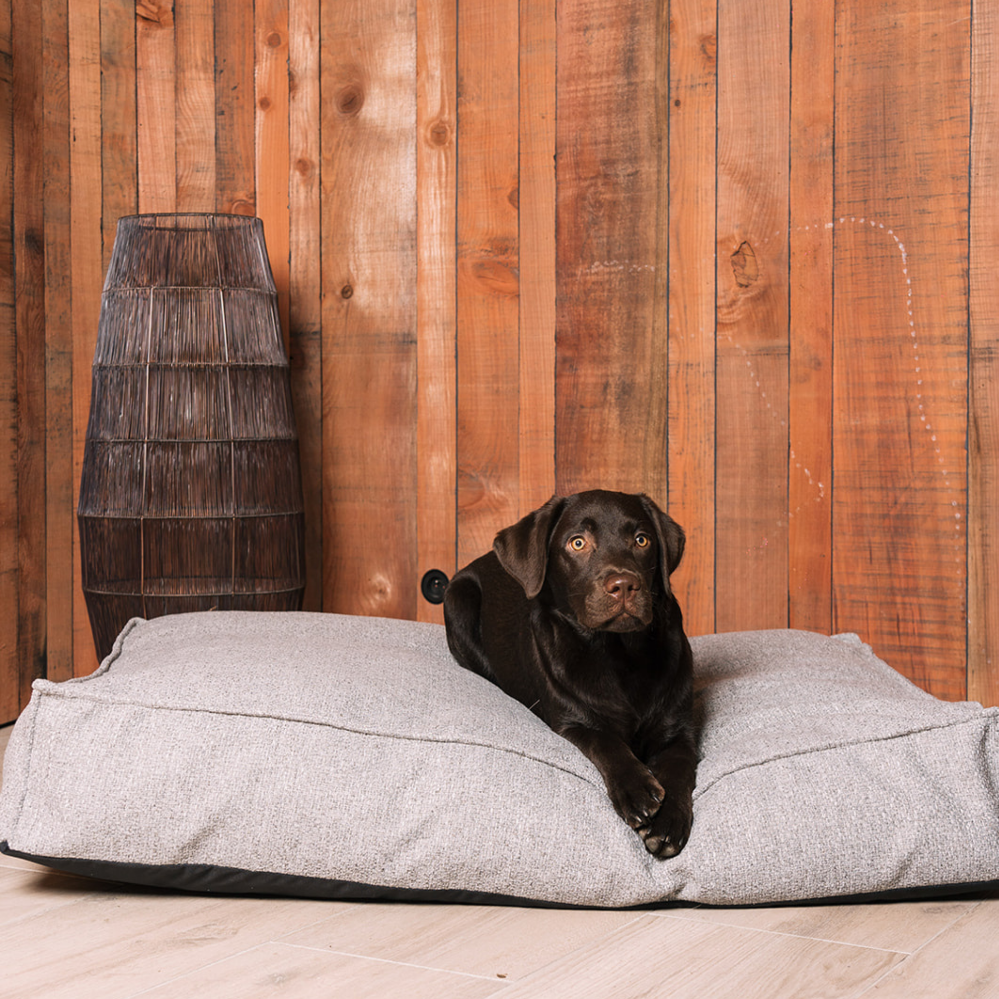 A chocolate Labrador lying on the Harbor Grey Stargaze dog mattress against a wooden wall 