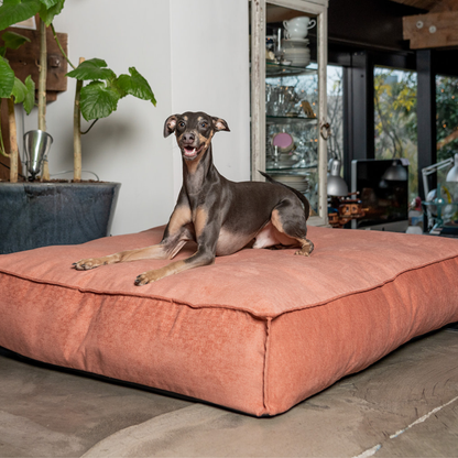 An Italian Greyhound lying on the Rusty Orange Stargaze dog mattress 