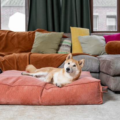 A Shiba Inu lying on the Rusty Orange Stargaze dog mattress beside a sofa 