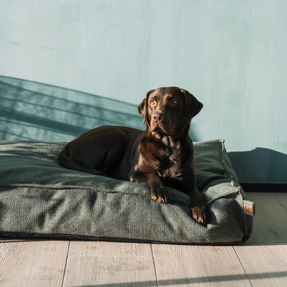 A chocolate Labrador sitting on the Seaweed Green Stargaze dog mattress 