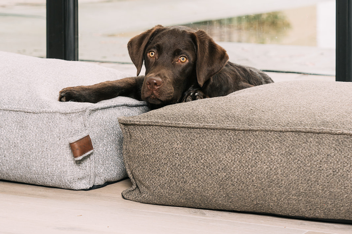 Dog beds Fantail Fantail.eu