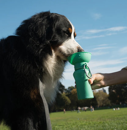 Springland Dog Travel Water Bottle