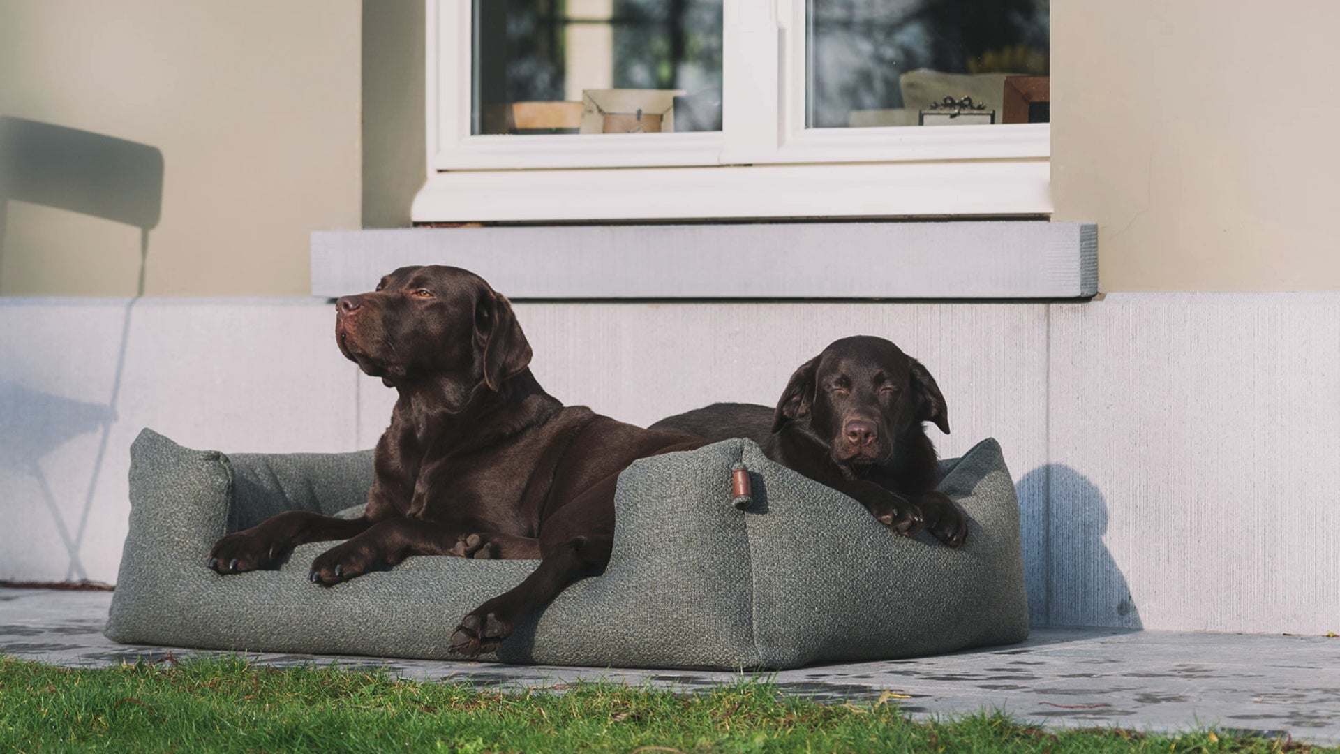 Load video: two dogs in multiple dog beds